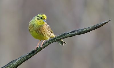 Geelgors (Yellowhammer)