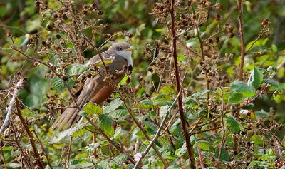 Geelsnavelkoekoek (Yellow-billed Cuckoo)