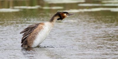 Fuut (Great Crested Grebe)