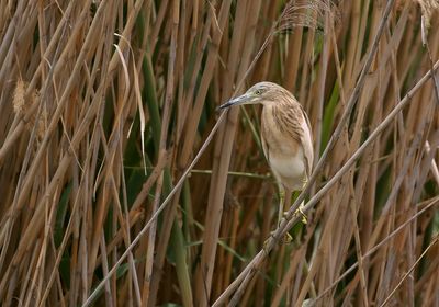 Ralreiger (Squacco Heron)