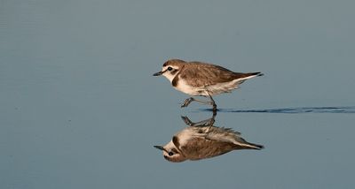 Strandplevier (Kentish Plover)