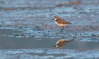 Strandplevier (Kentish Plover)