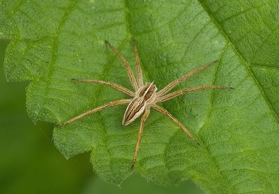 Kraamwebspin sp. (Pisauridae) - Nursery Web Spider sp.