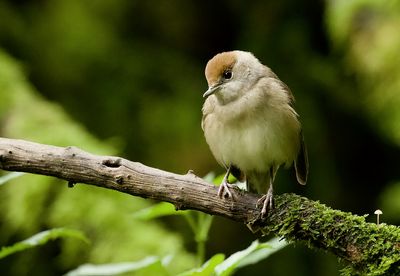 Zwartkop (Eurasian Blackcap)