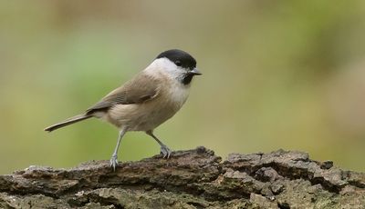 Glanskop (Marsh Tit)