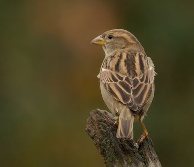 Huismus (House Sparrow)