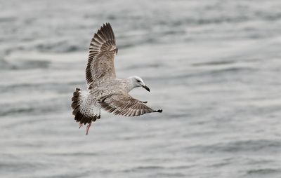 Pontische Meeuw (Caspian Gull)