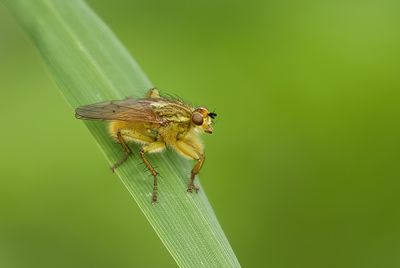 Strontvlieg (Scathophaga stercoraria) - Yellow Dung Fly