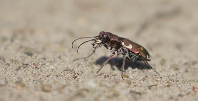 Bronskleurige Zandloopkever (Cicindela hybrida) - Northern Dune Tiger Beetle