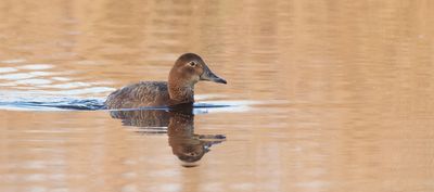 Tafeleend (Common Pochard)