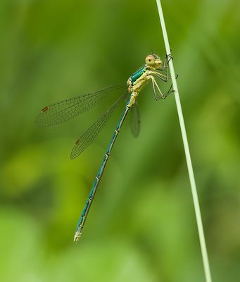 Tengere Pantserjuffer (Lestes virens) - Small emerald spreadwing