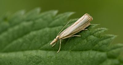Blauwooggrasmot (Agriphila straminella)
