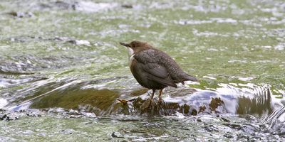 Waterspreeuw (White-throated Dipper)