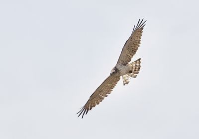 Slangenarend (Short-toed Eagle)