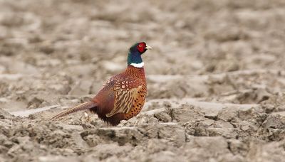 Fazant (Common Pheasant) 