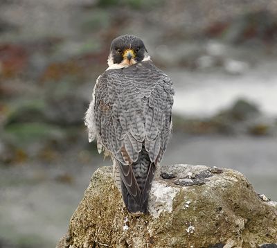 Slechtvalk (Peregrine Falcon)