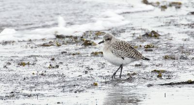 Zilverplevier (Grey Plover)