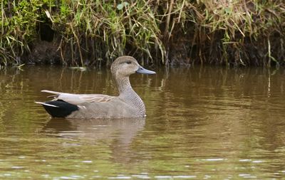 Krakeend (Gadwall)