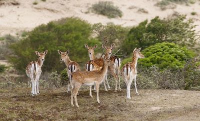 Damhert (Fallow Deer)