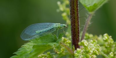 Groene Gaasvlieg (Chrysoperla carnea) - Common Green Lacewing