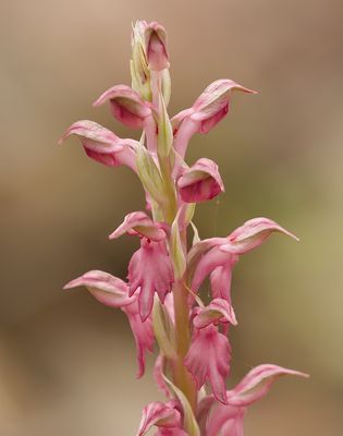 Heilige Orchis (Anacamptis sancta) - Holy Orchid