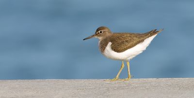 Oeverloper (Common Sandpiper)