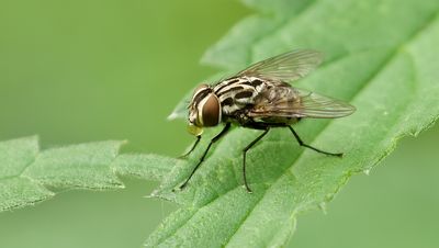 Graphomya maculata