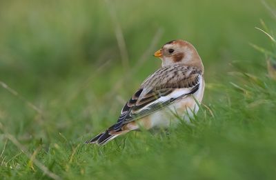 Sneeuwgors (Snow Bunting)