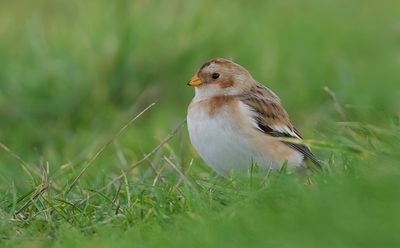 Sneeuwgors (Snow Bunting)