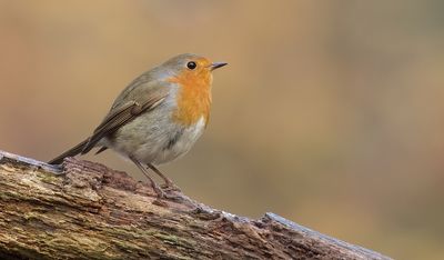 Roodborst (European Robin)