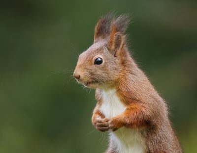 Eekhoorn (Red Squirrel)