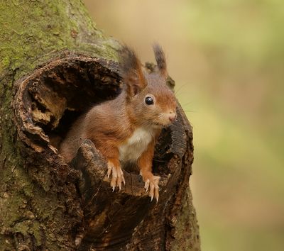 Eekhoorn (Red Squirrel)