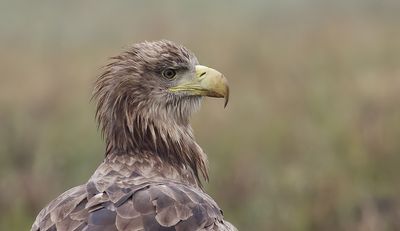 Zeearend (White-tailed Eagle)