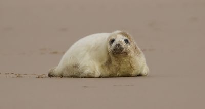 Grijze Zeehond (Grey Seal)