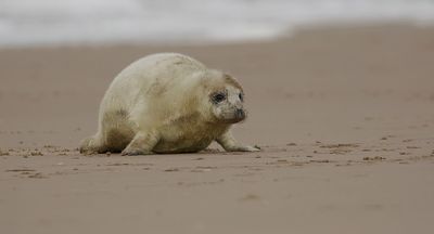 Grijze Zeehond (Grey Seal)