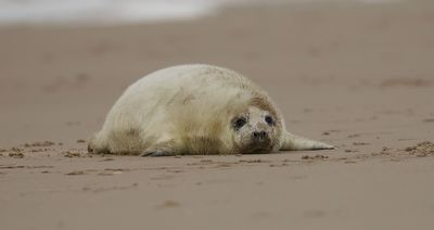 Grijze Zeehond (Grey Seal)