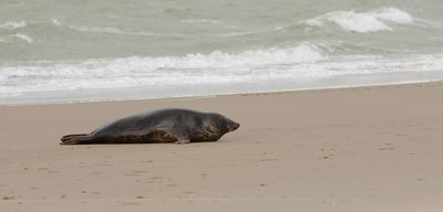 Grijze Zeehond (Grey Seal)