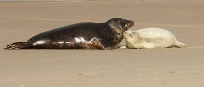 Grijze Zeehond (Grey Seal)