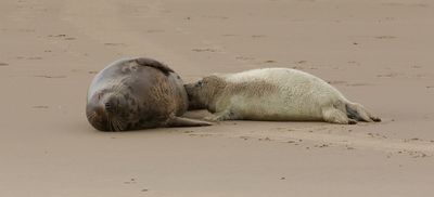 Grijze Zeehond (Grey Seal)