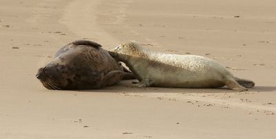 Grijze Zeehond (Grey Seal)