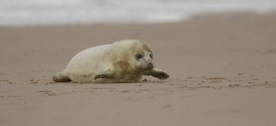 Grijze Zeehond (Grey Seal)