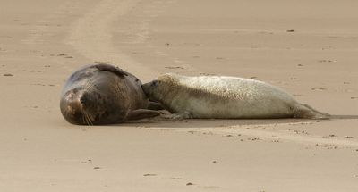 Grijze Zeehond (Grey Seal)