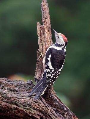 Middelste Bonte Specht (Middle Spotted Woodpecker)