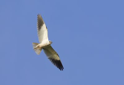 Grijze Wouw (Black-winged Kite)