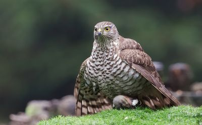 Sperwer (Eurasian Sparrowhawk)