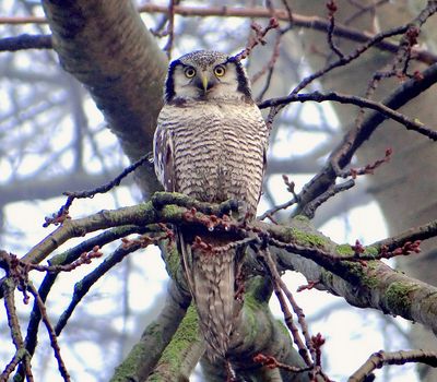 Sperweruil (Northern Hawk-Owl)