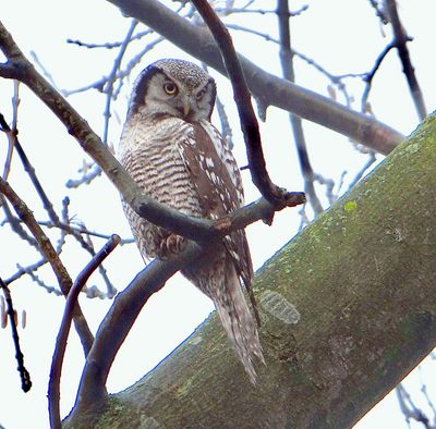 Sperweruil (Northern Hawk-Owl)