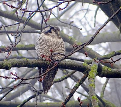 Sperweruil (Northern Hawk-Owl)