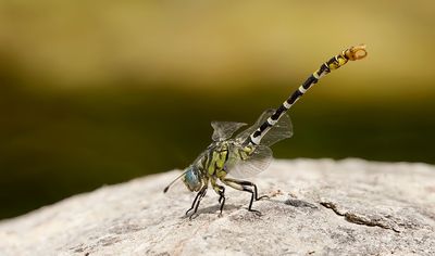 Kleine Tanglibel (Onychogomphus forcipatus) - Small Pincertail