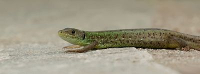 Oostelijke Smaragdhagedis (European Green Lizard)